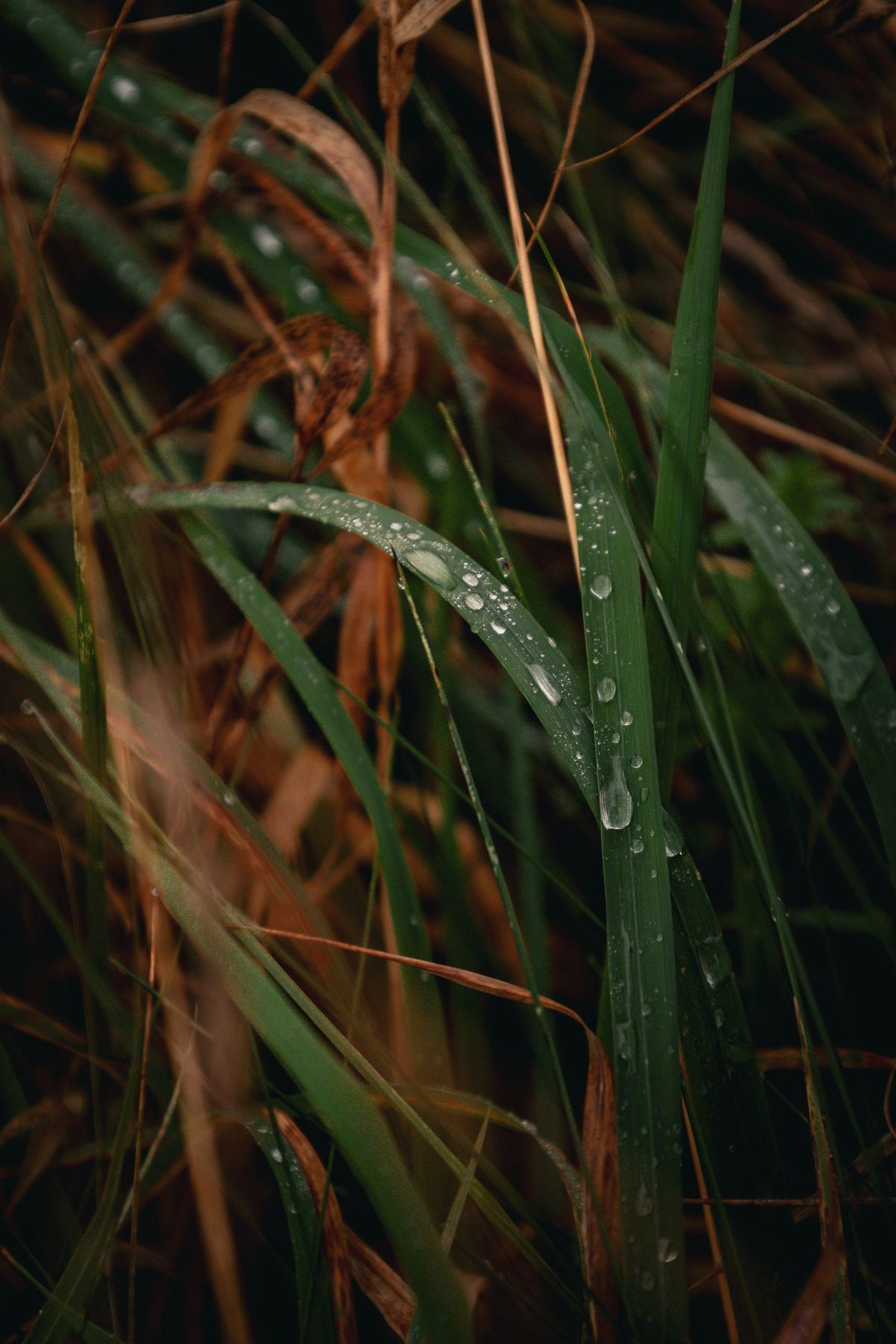 Dawnweary, Projektbild