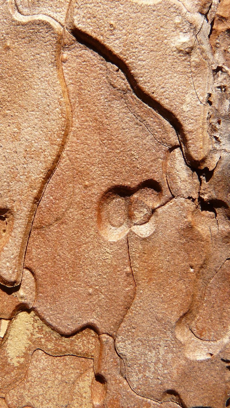 Fraßspuren des Borkenkäfers unter der Rinde