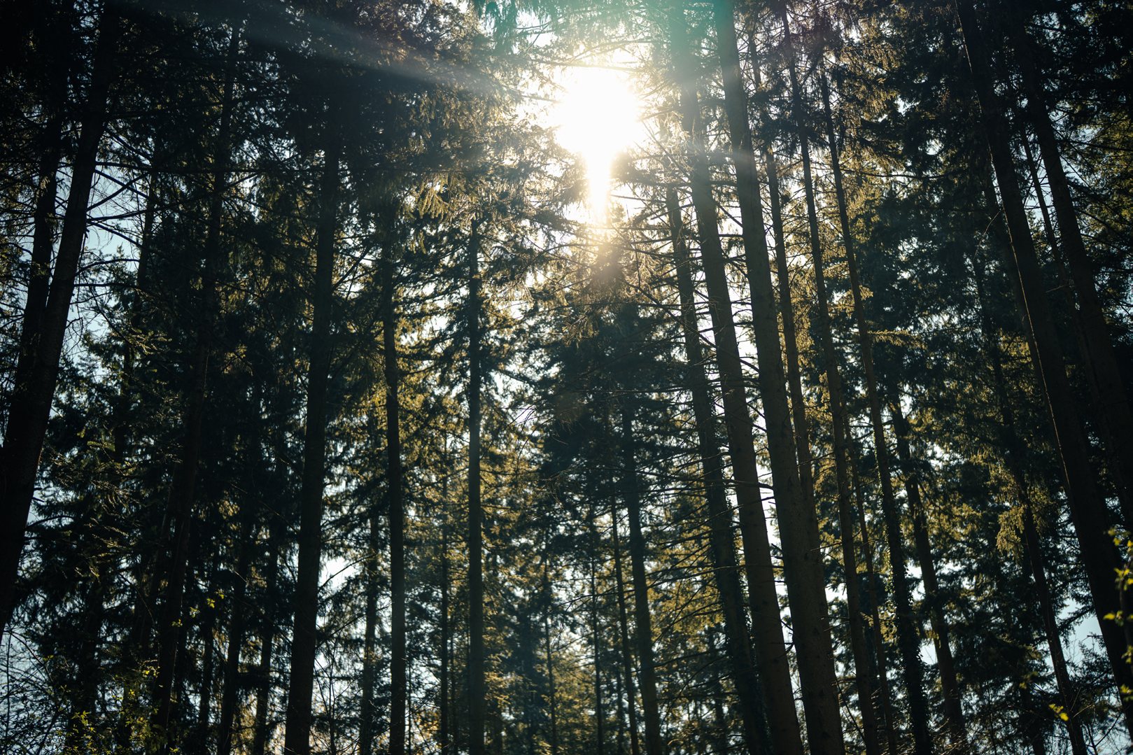 Sonnenlicht bricht durch einen Nadelwald, aus dem Fotoprojekt Wälder Deutschlands