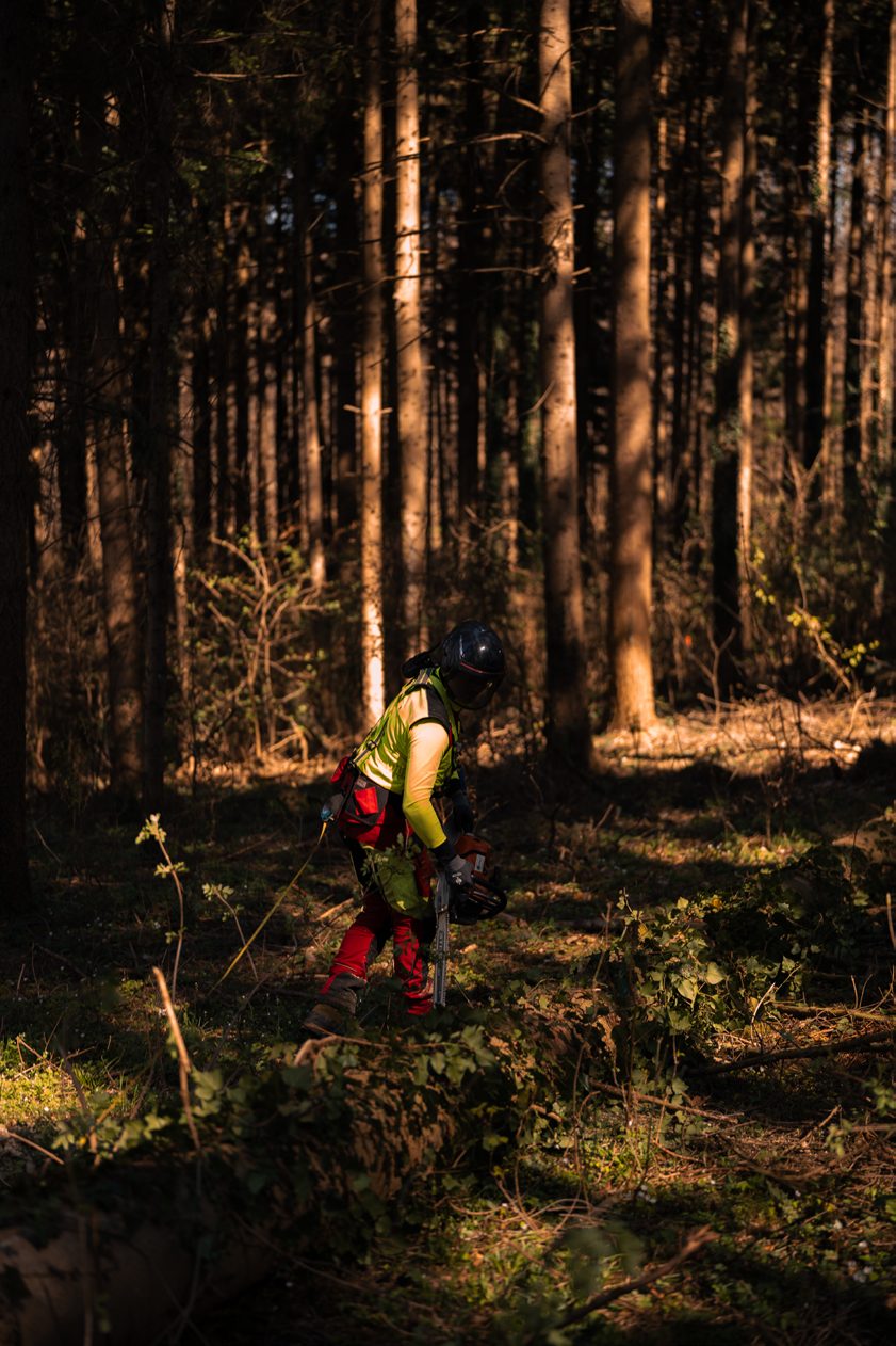 Wälder Deutschlands, Fotoprojekt IN PROGRESS