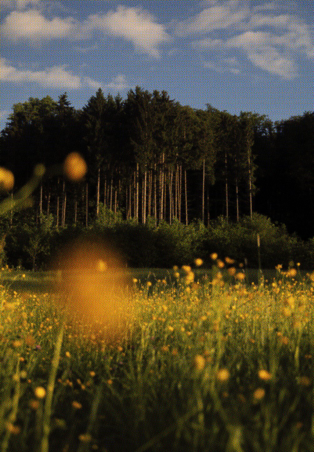 Wälder Deutschlands