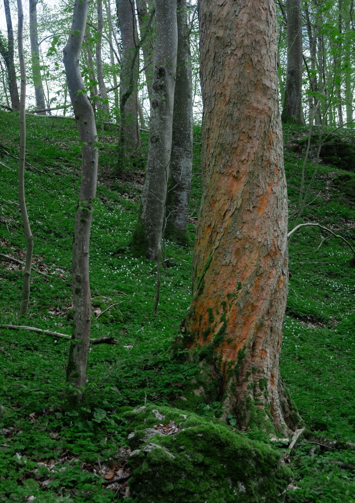 Wälder Deutschlands