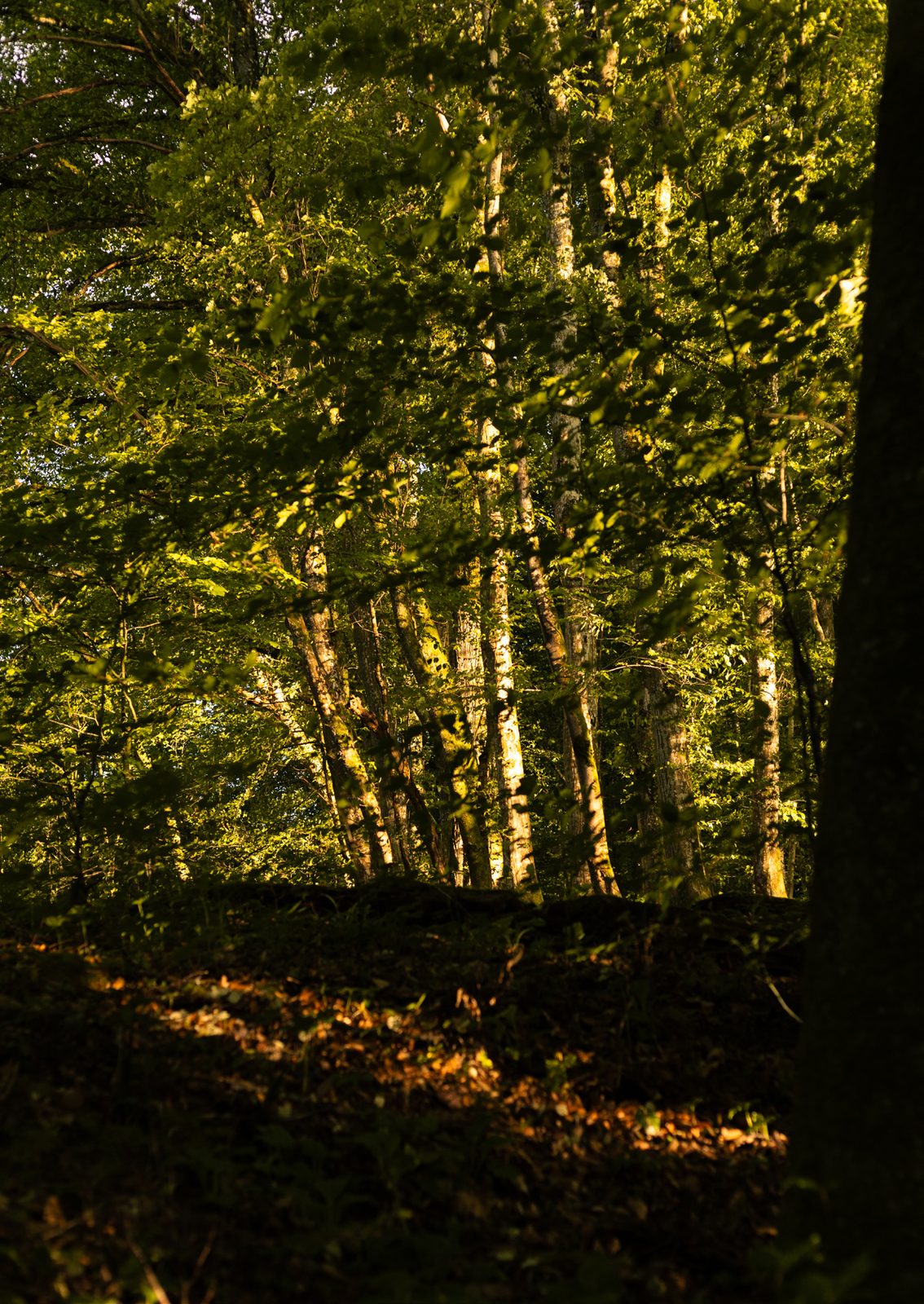 Wälder Deutschlands