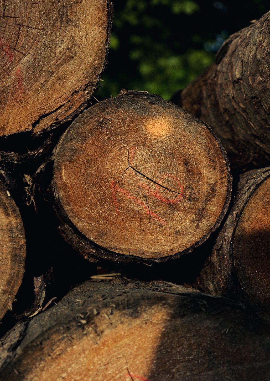 Wälder Deutschlands