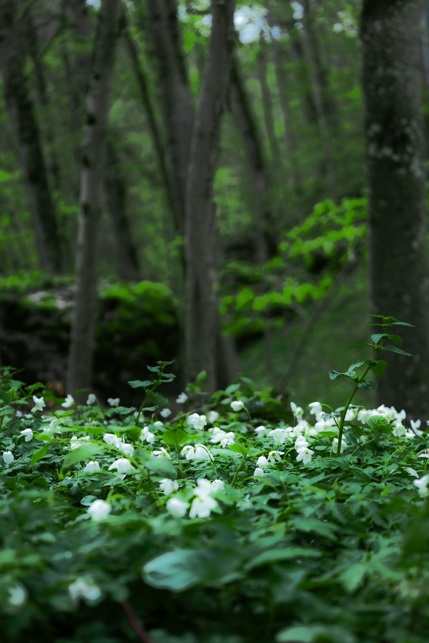 Wälder Deutschlands