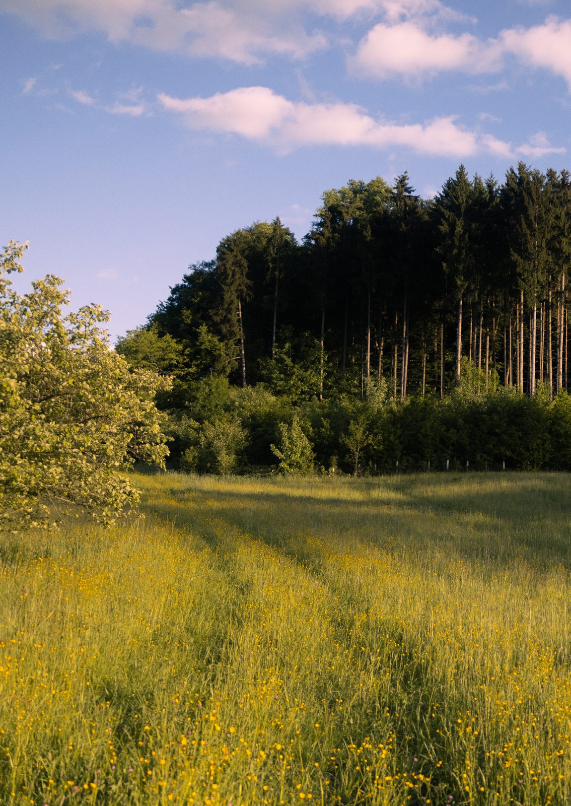 Wälder Deutschlands
