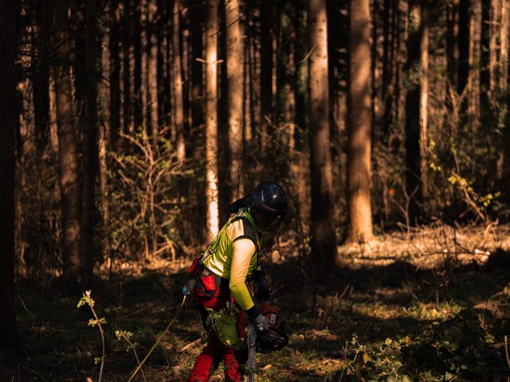 Wälder Deutschlands, Fotoprojekt